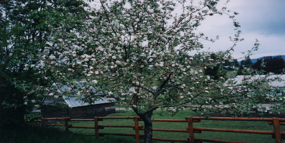 Photo of a flowering fruit tree
