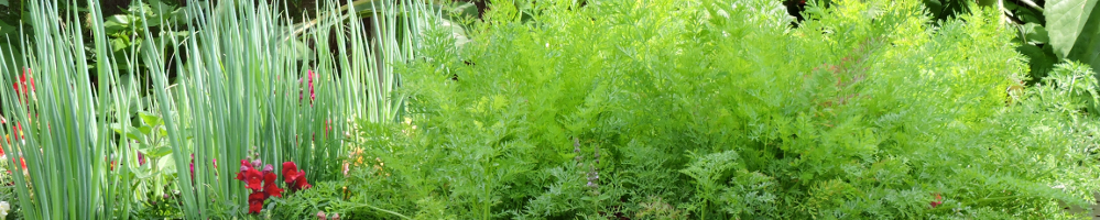 Summer garden