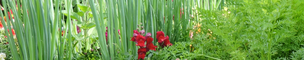 Summer garden