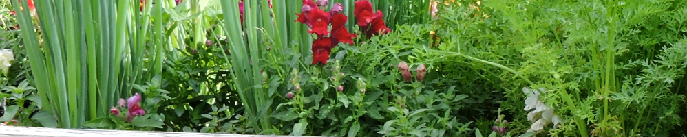 Summer garden with vegetables and red flowers